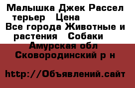 Малышка Джек Рассел терьер › Цена ­ 40 000 - Все города Животные и растения » Собаки   . Амурская обл.,Сковородинский р-н